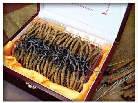 三都镇冬虫夏草回收